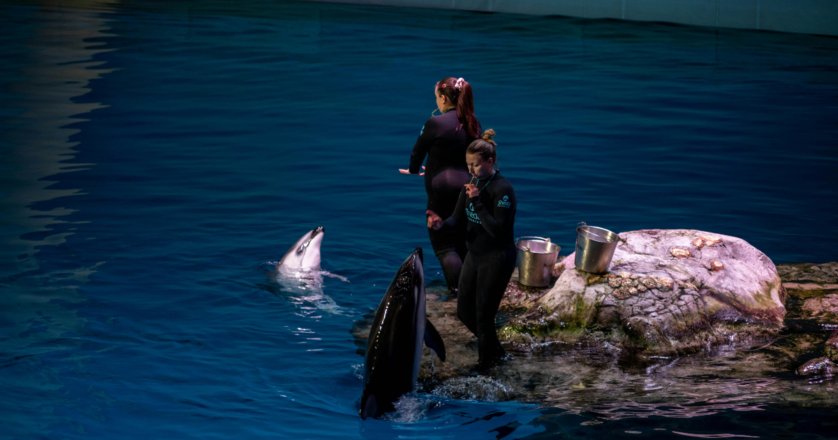 Dubai Dolphinarium