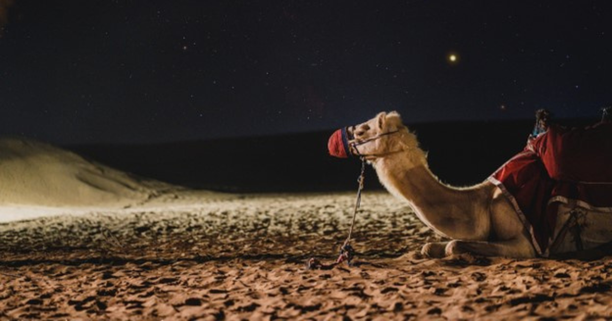 Camel Ride
