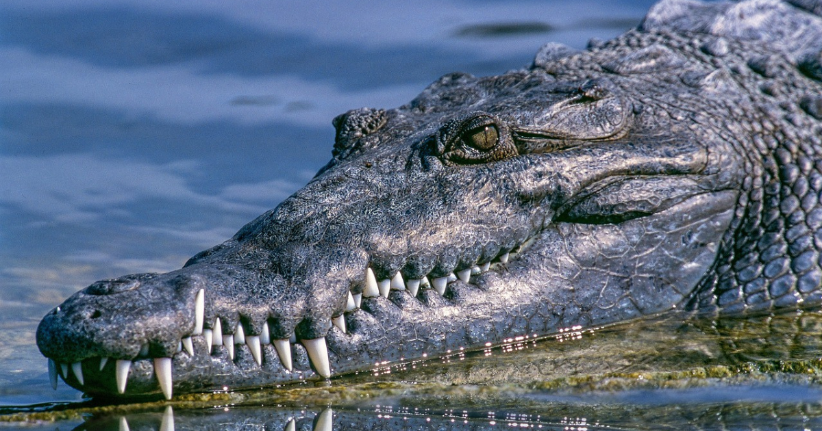 Crocodile