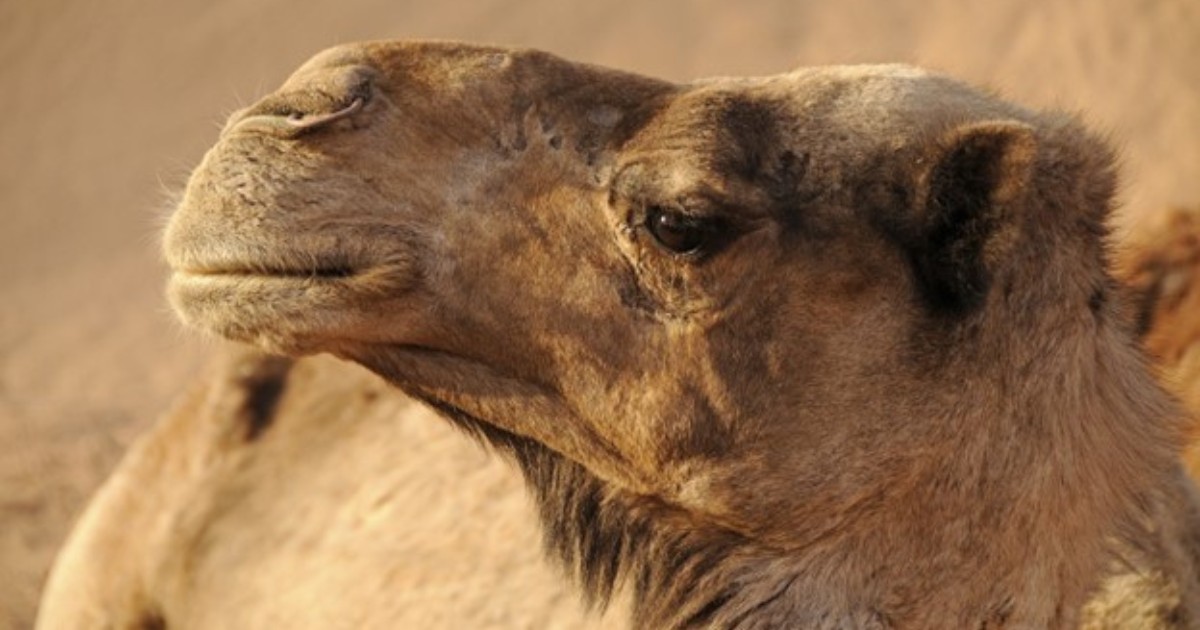Camel