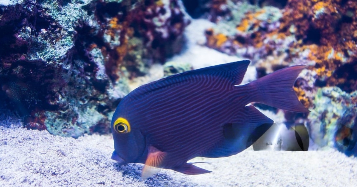Pelagic Fish