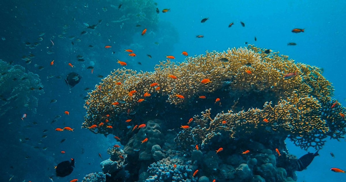 Marine Life