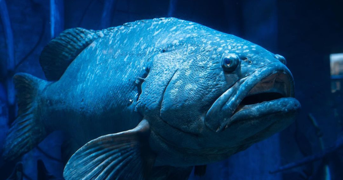 Goliath Grouper